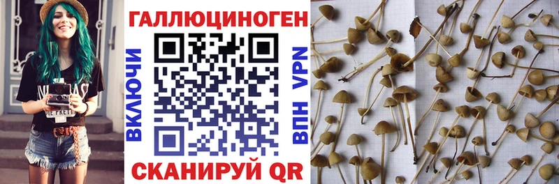 Псилоцибиновые грибы Psilocybine cubensis  Купить закладки  Кирсанов 